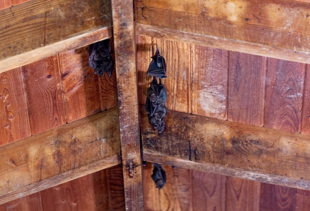 Bats hanging from the ceiling
