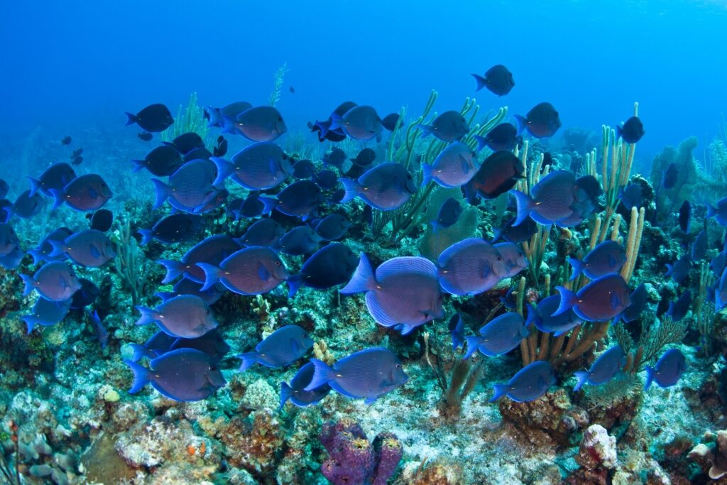 Blue Caribbean tang swimming among corals