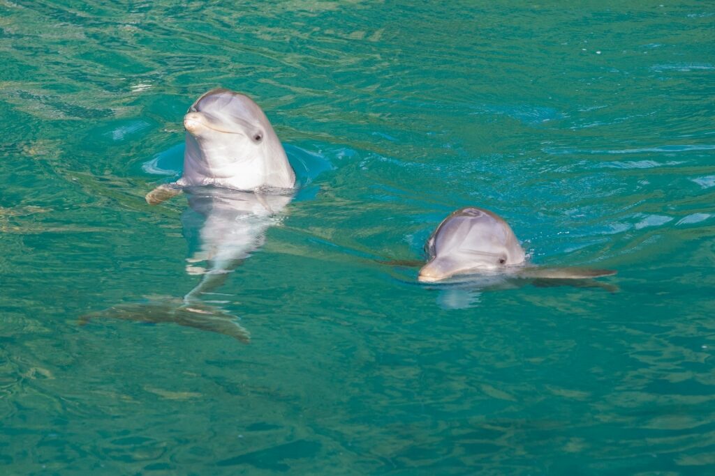Bottlenose dolphin swimming in clear waters