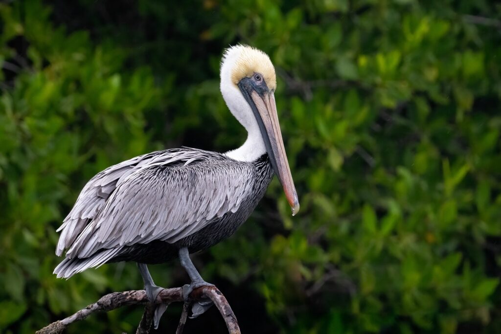 Brown pelican spotted in the Caribbean