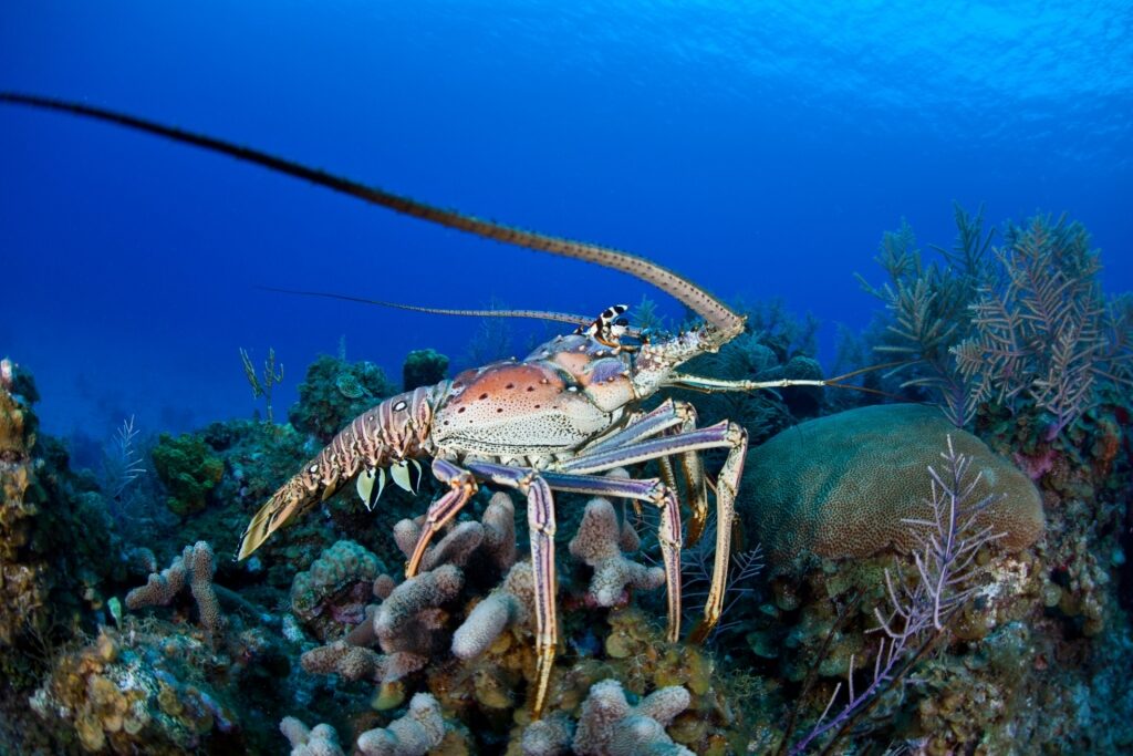 Caribbean lobster spotted among corals