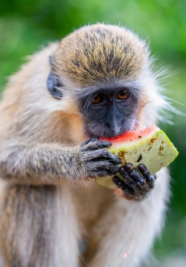 Green monkey, one of the best animals in the Caribbean