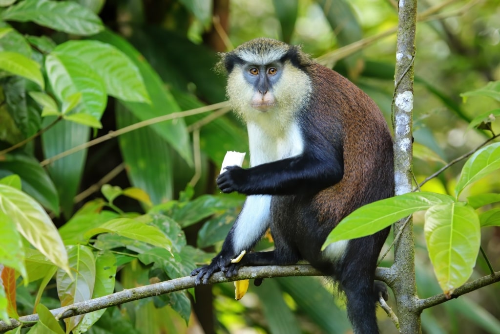 Mona monkey on a branch