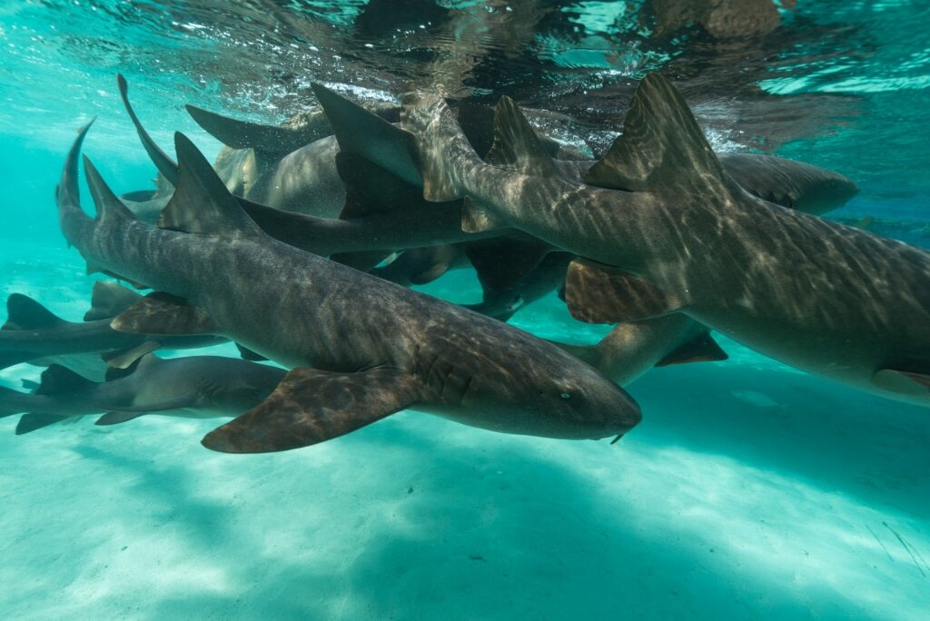 Nurse shark, one of the best animals in the Caribbean