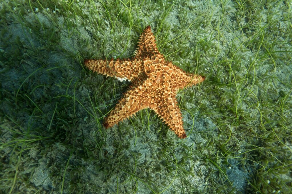 Sea stars spotted in the Caribbean