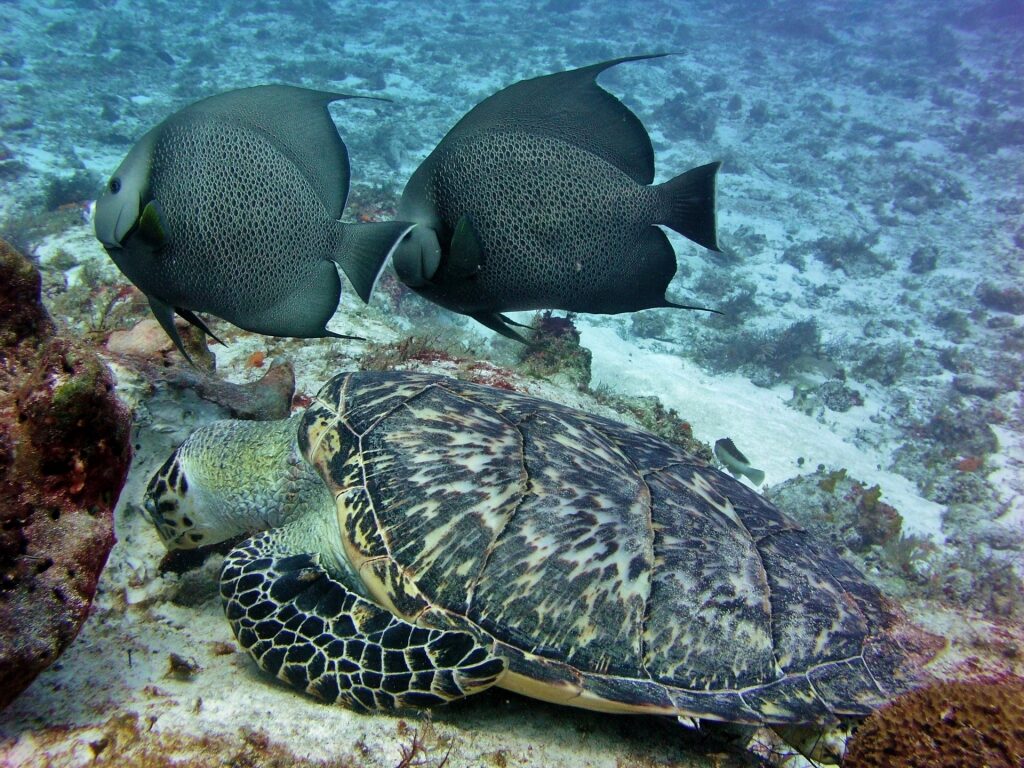 Sea turtles, one of the best animals in the Caribbean