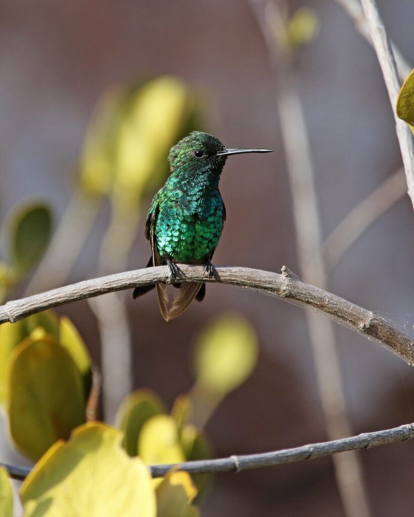 Emerald-hued hummingbird spotted in Aruba