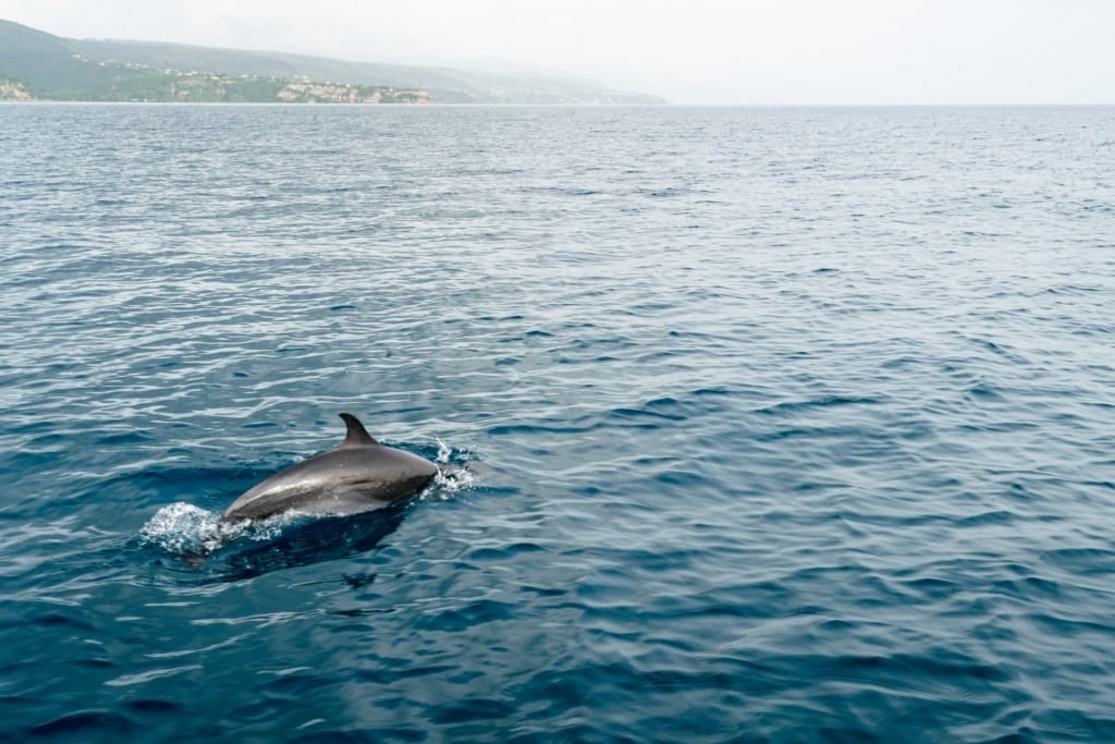 Dolphin in Dominica