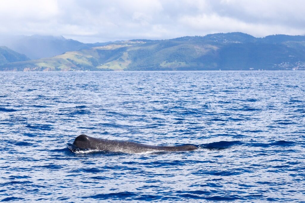 Whale in Dominica