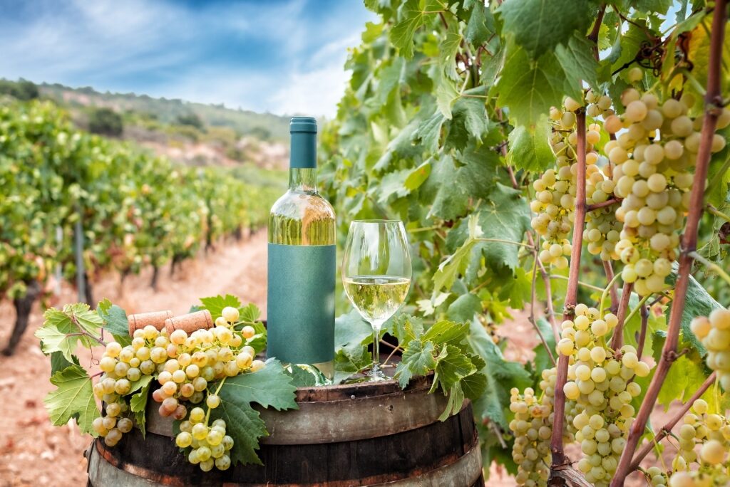 Vermentino wine at a vineyard in Sardinia