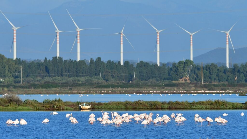 View of Santa Gilla Lagoon with flamingos