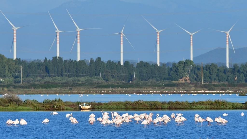 View of Santa Gilla Lagoon with flamingos