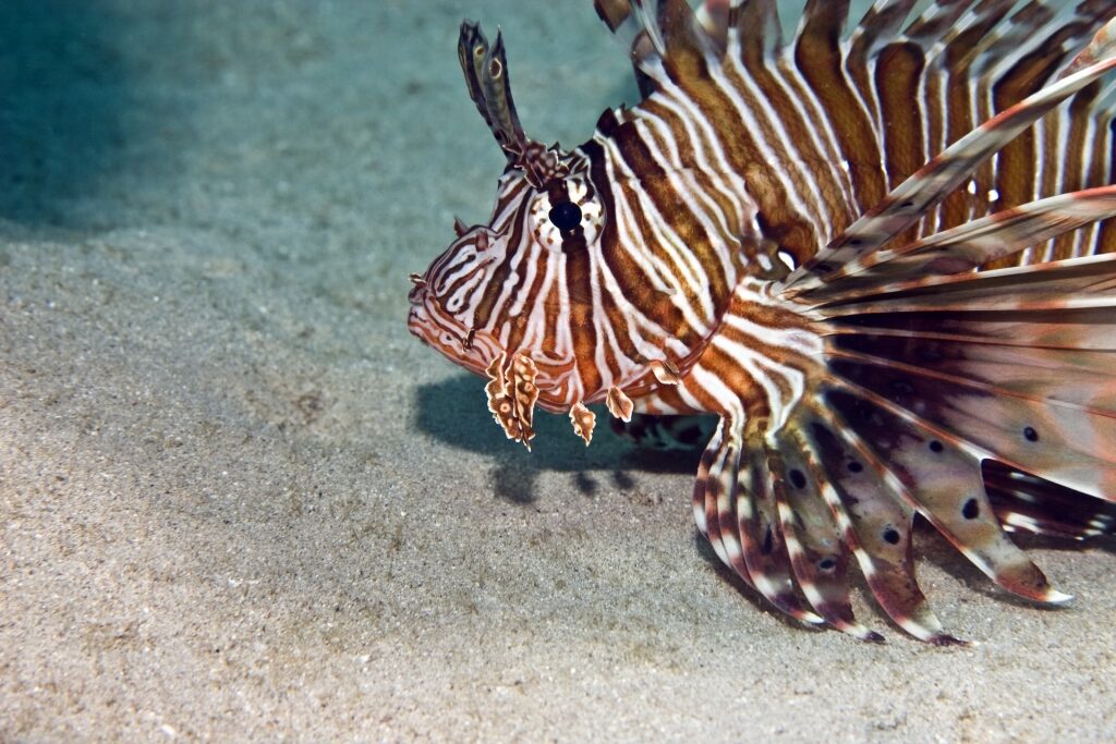 Lionfish spotted in Key West