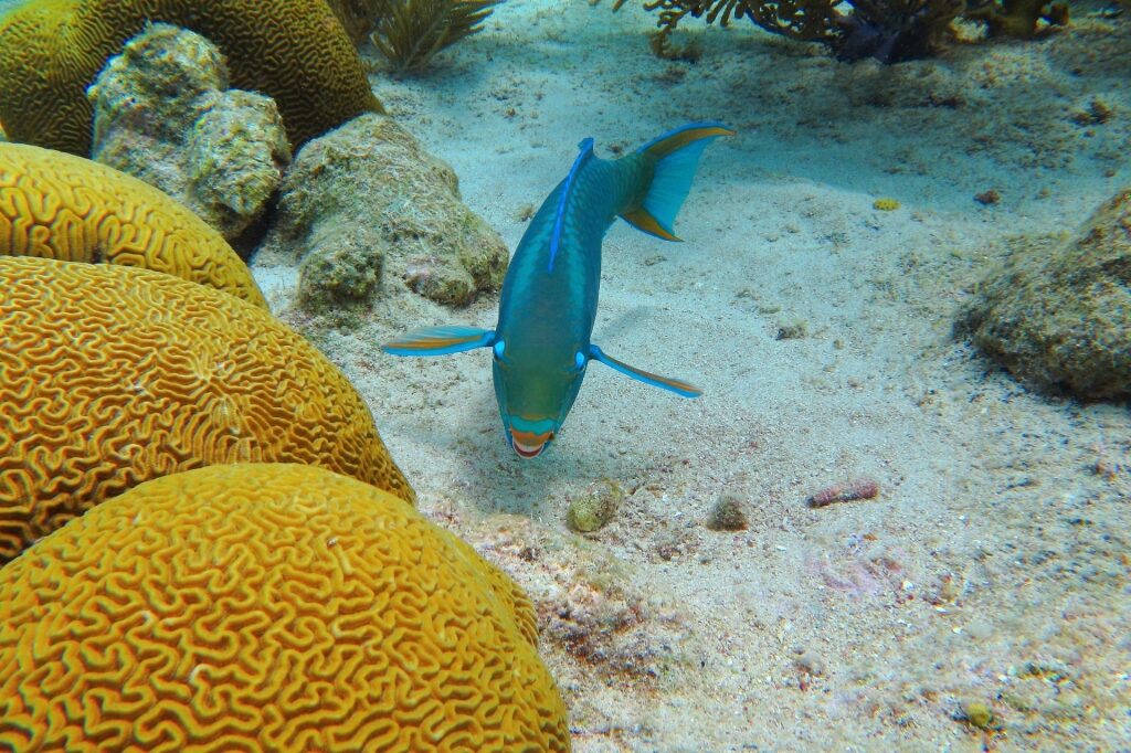 Parrotfish spotted in Key West