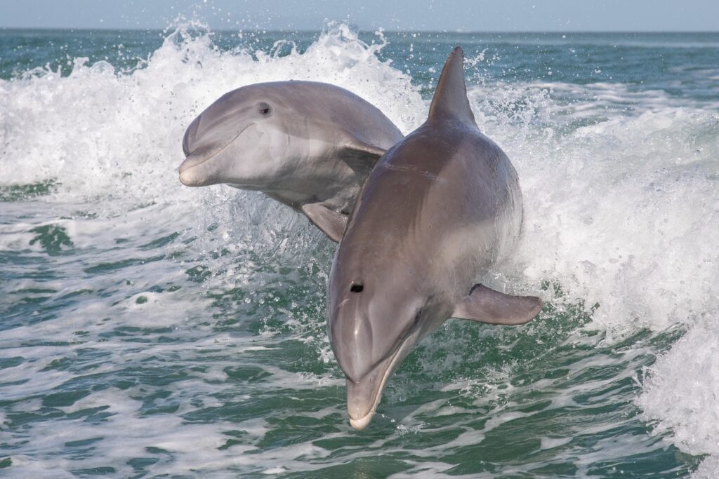 Atlantic bottlenose dolphins playing in the water