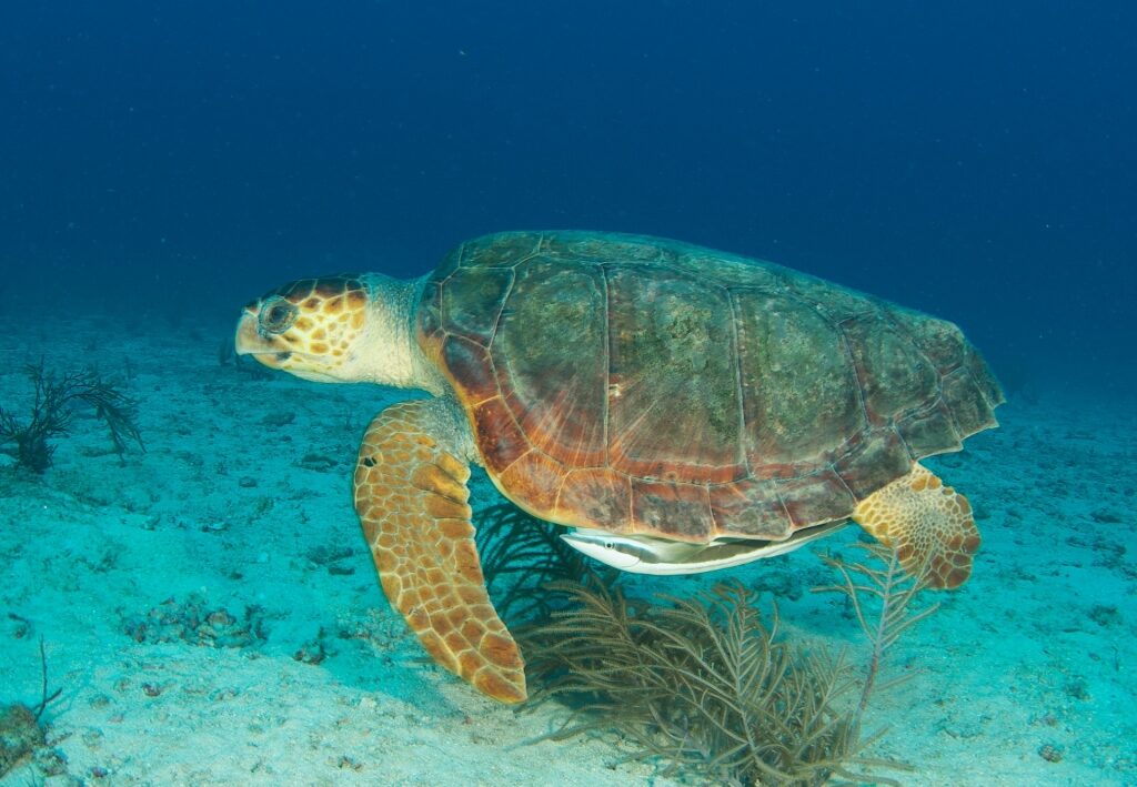 View of loggerhead turtle swimming in Key West