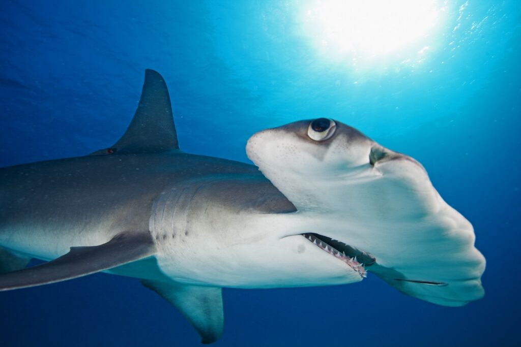 Hammerhead shark spotted in the Bahamas