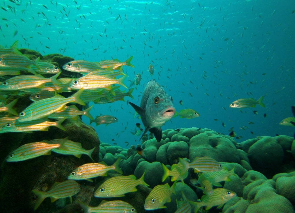 Marine life in Bonaire National Marine Park