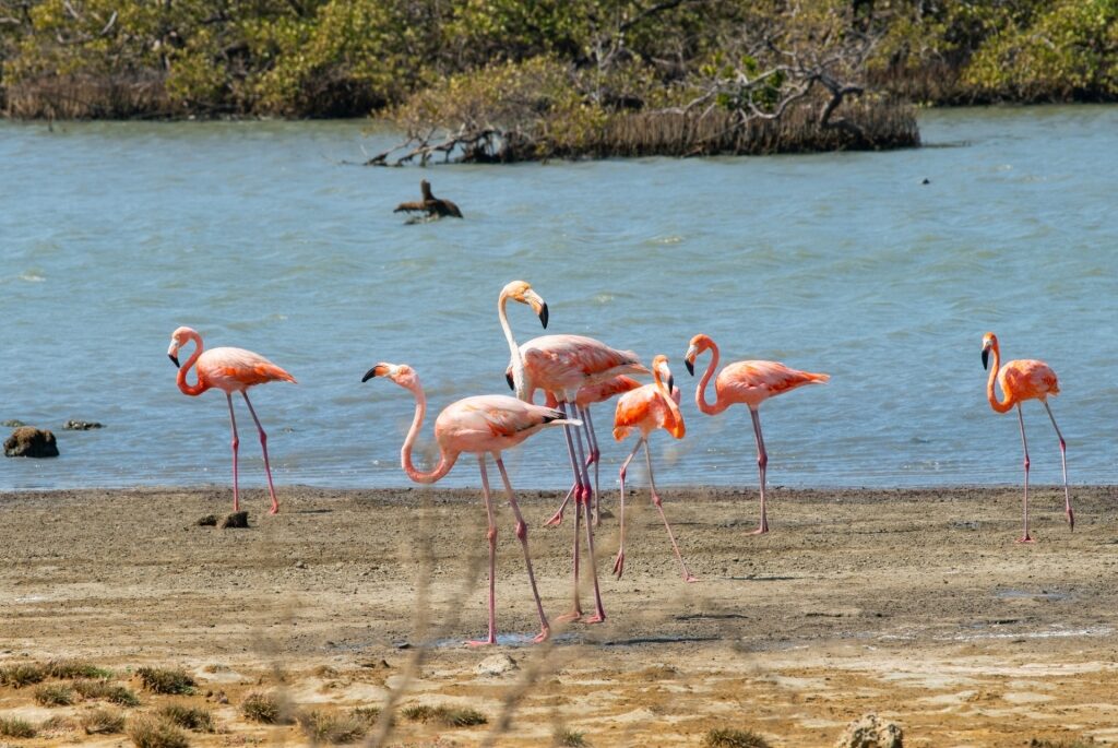 Pink flamingos in Bonaire