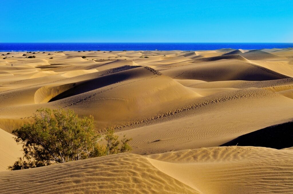 Golden sands of the Maspalomas Dunes Nature Reserve in Gran Canaria, Canary Islands