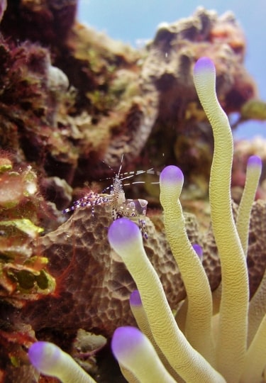 Cozumel National Marine Park, one of the best snorkeling in Mexico