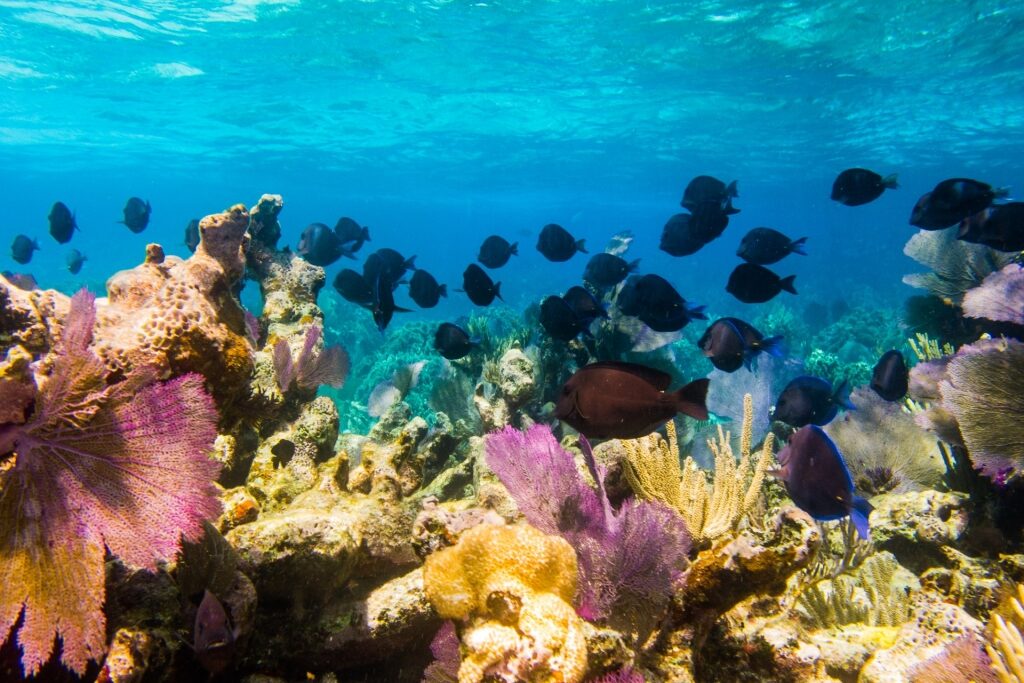 Corals in the Mesoamerican Barrier Reef, Costa Maya