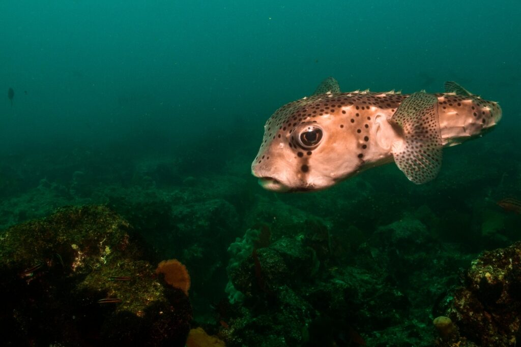 Balloonfish spotted while snorkeling in Mexico