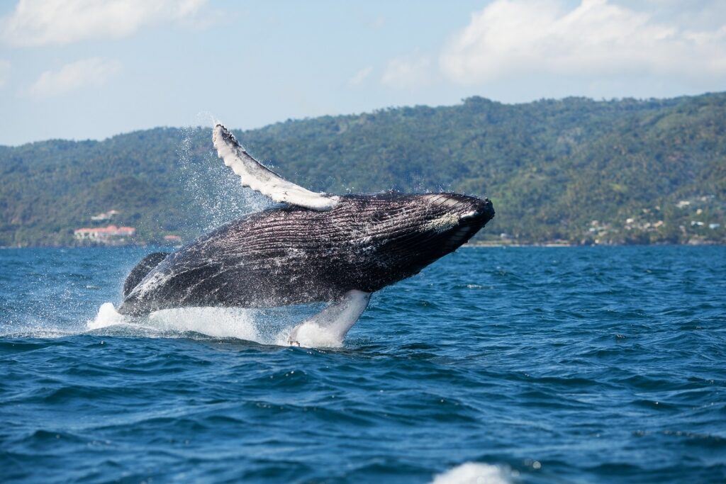 Humpback whale spotted in the Dominican Republic