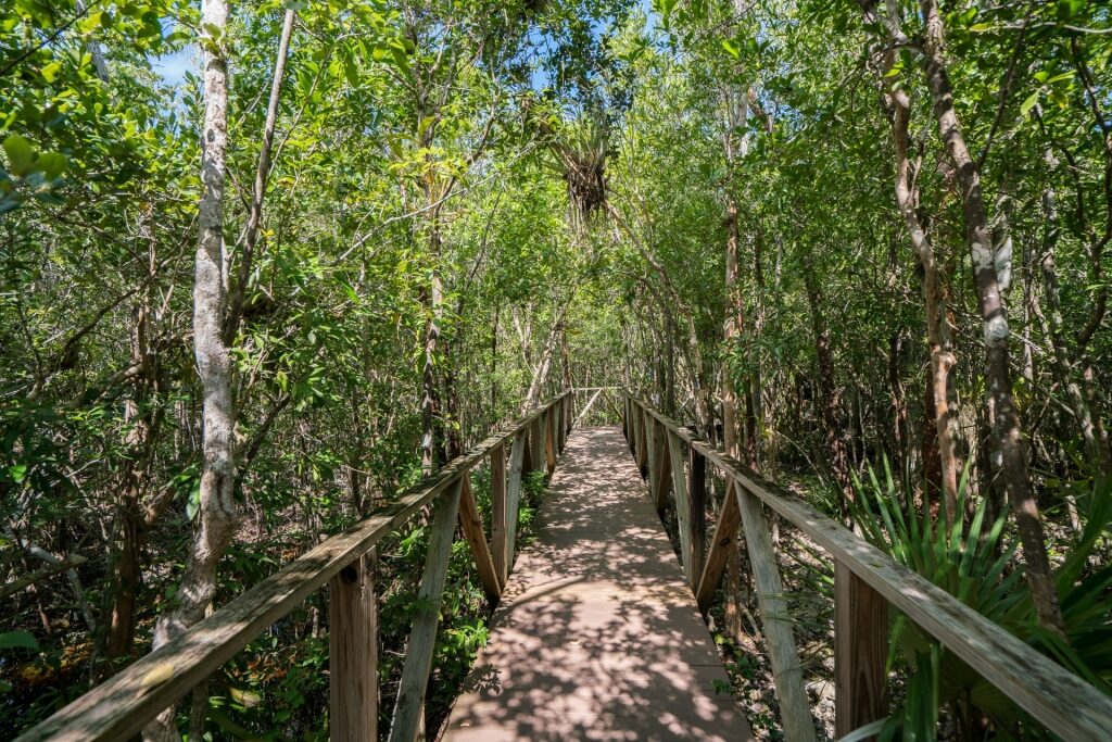 Boardwalk in Queen Elizabeth II Royal Botanical Park, Grand Cayman