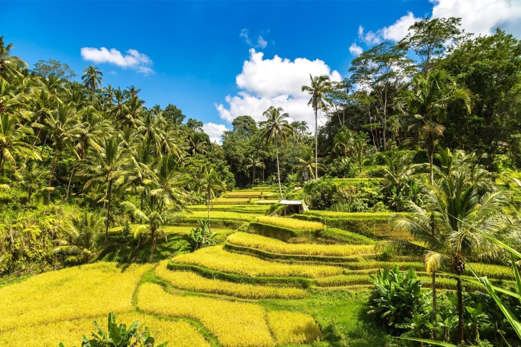 Lush landscape of Tegalalang Rice Terrace in Bali, Indonesia