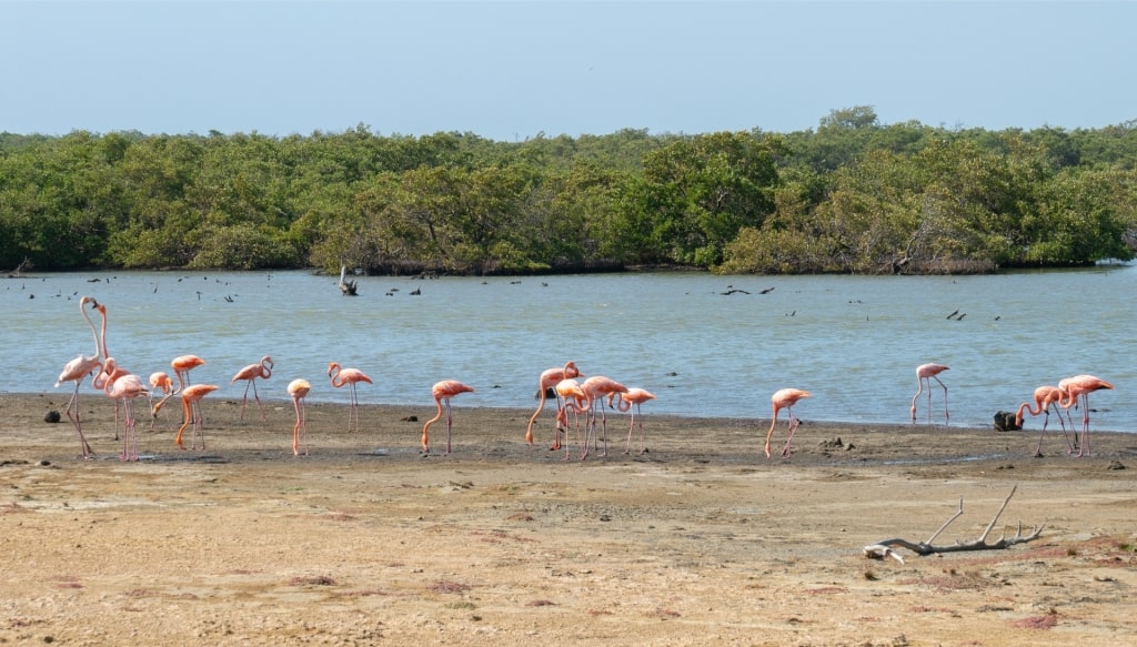 Flamingos spotted in Lac Bay National Park, Bonaire