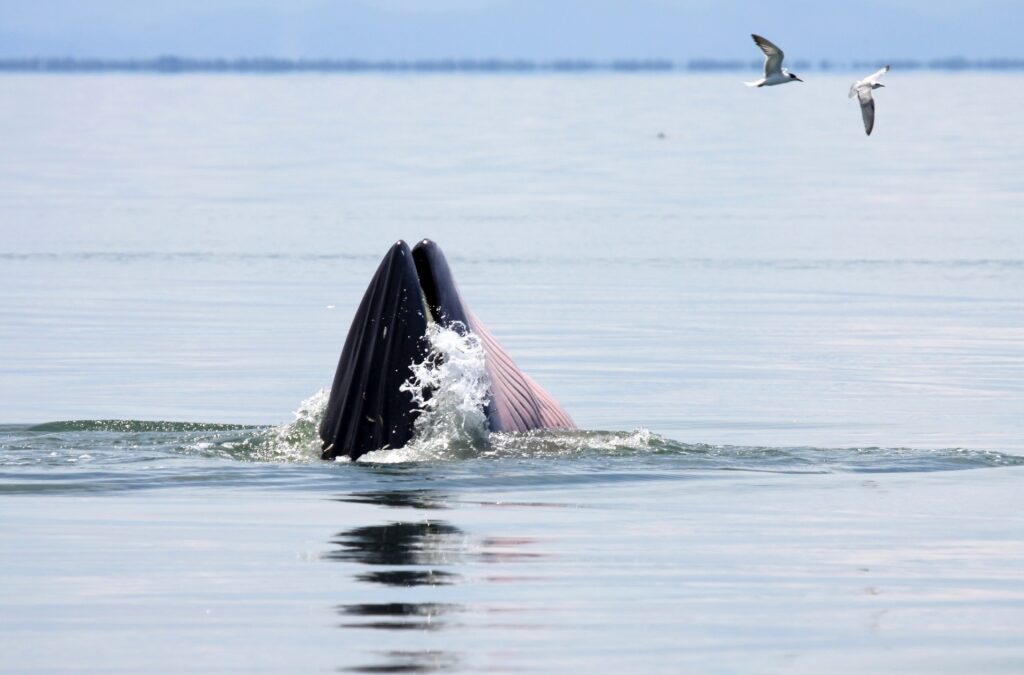 Fin whale in Gran Canaria, Canary Islands