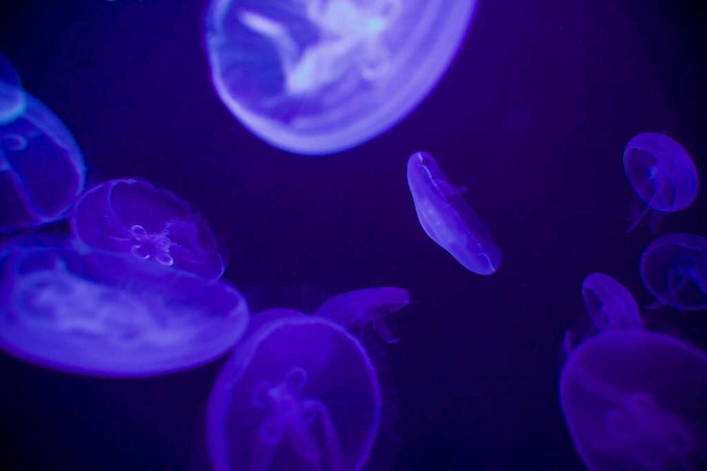 Jellyfish inside the Poema del Mar Aquarium in Gran Canaria, Canary Islands