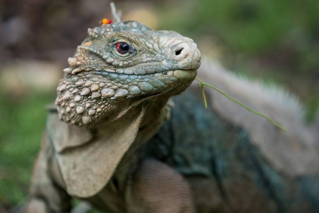 Blue iguana in Queen Elizabeth II Botanic Park, Grand Cayman