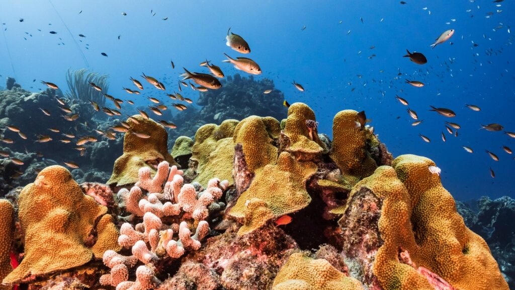 Marine life in Curaçao Underwater Marine Park
