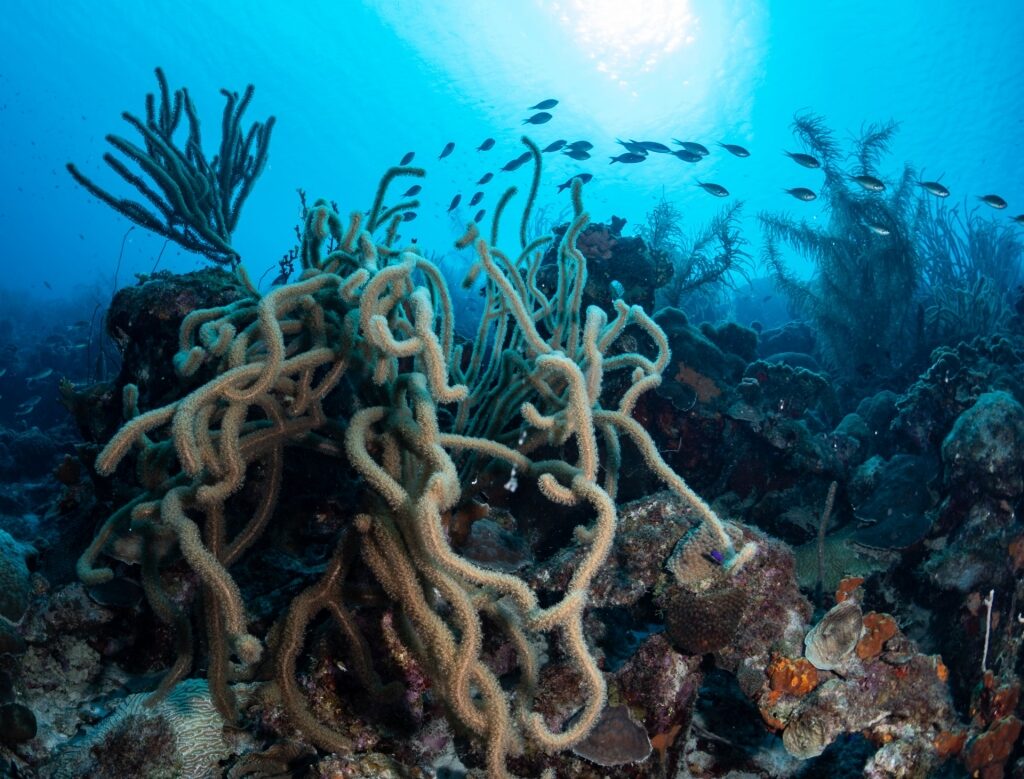Unique corals in Andrea 1
