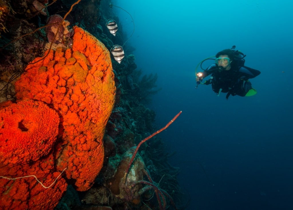 Best diving in Bonaire - Bari Reef