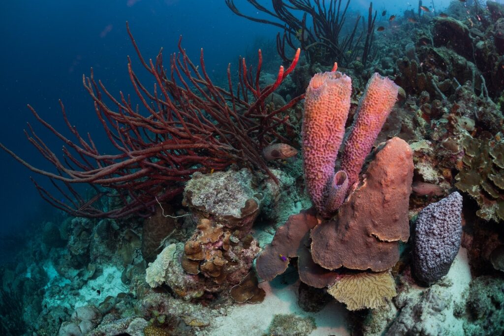 Corals in Bari Reef