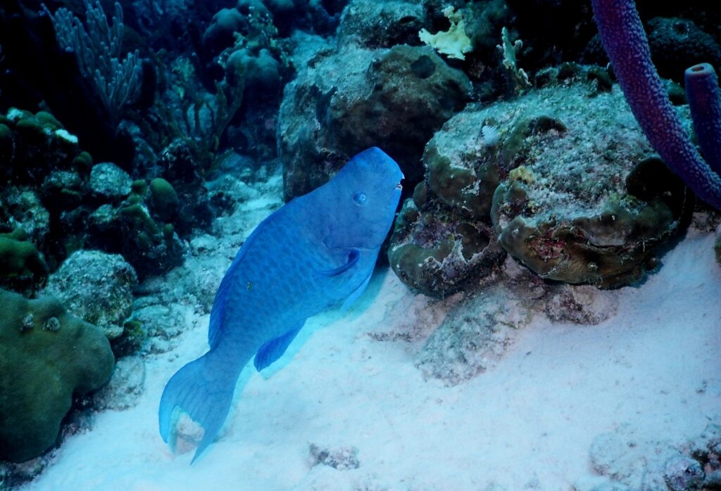 Blue parrotfish spotted in Bonaire