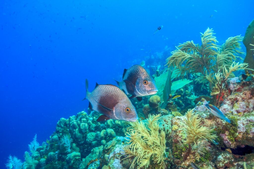 Colorful corals and fish in Margate Bay