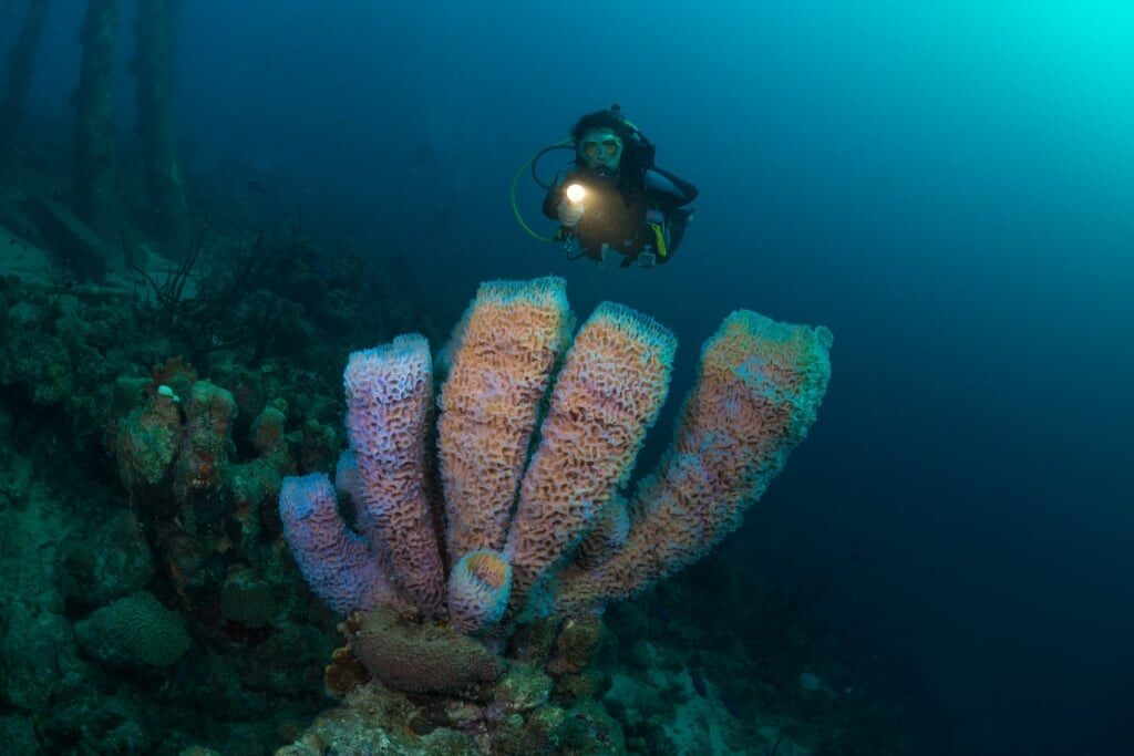 Best diving in Bonaire - Salt Pier