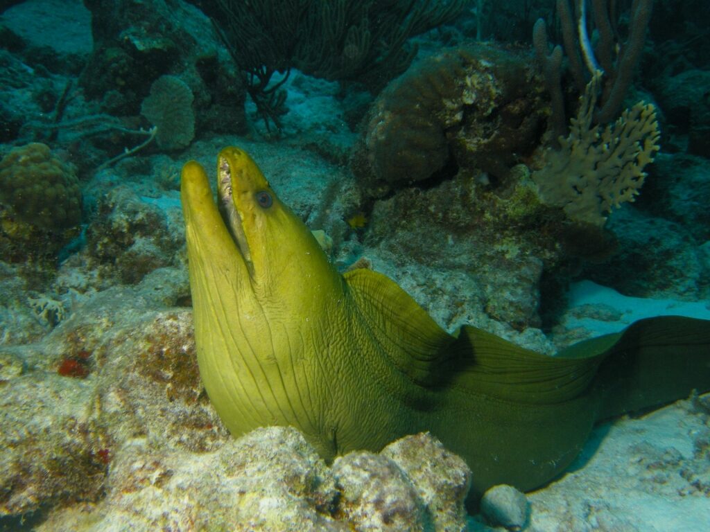 Green moray eel spotted in Bonaire