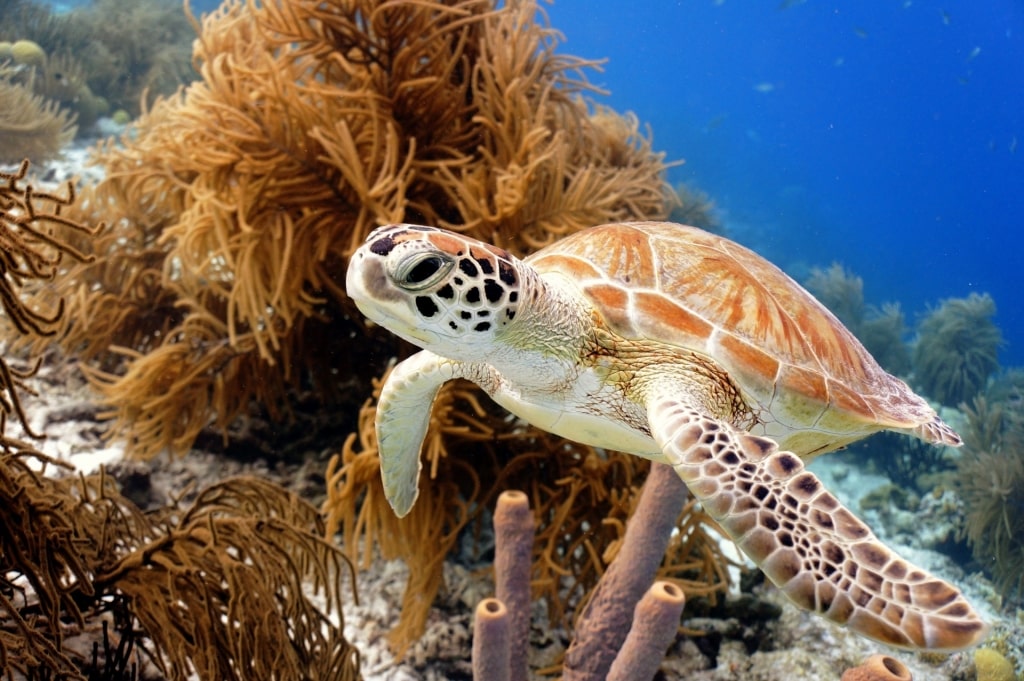 Sea turtle in Bonaire