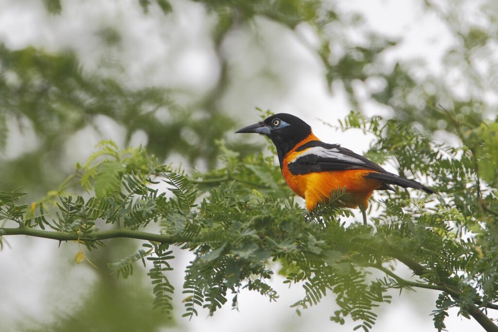 Bird spotted in Cabo Rojo National Wildlife Refuge