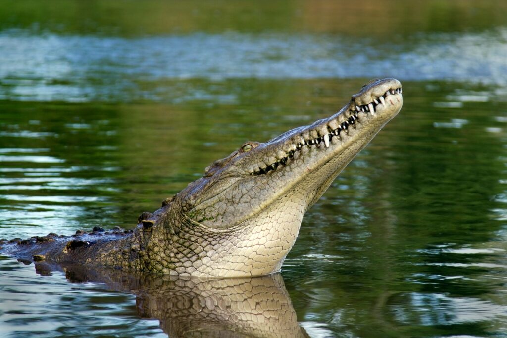 Crocodile spotted in Tarcoles River, Costa Rica