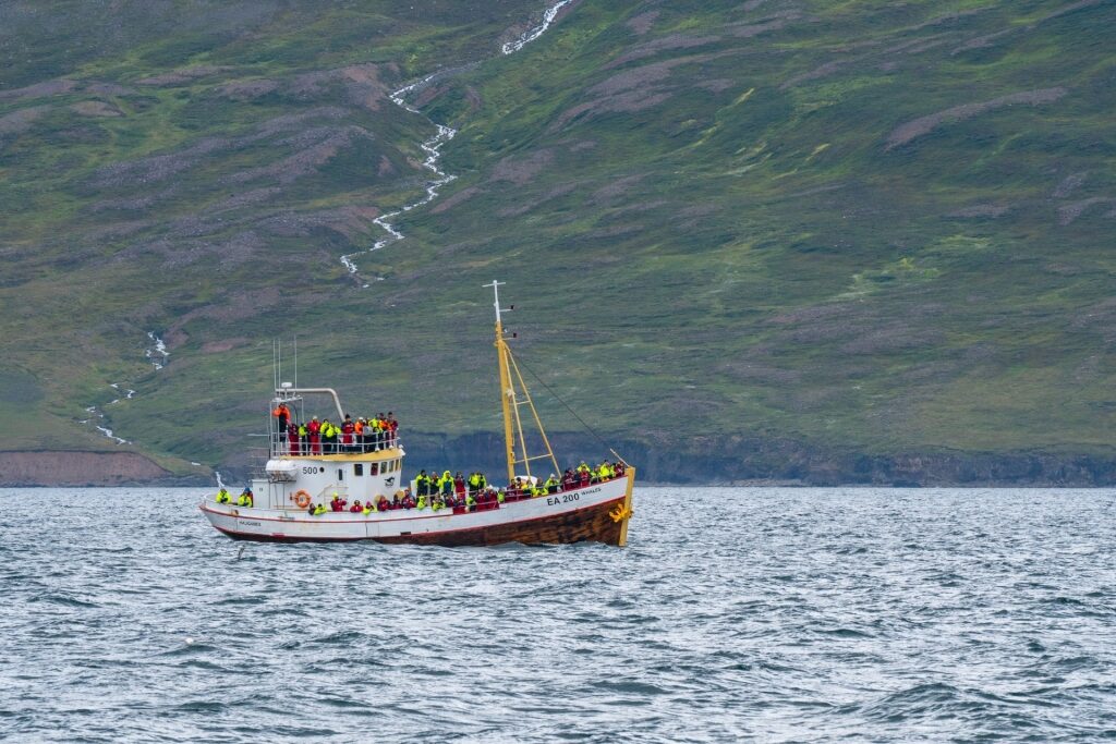 People on a whale-watching tour in Iceland