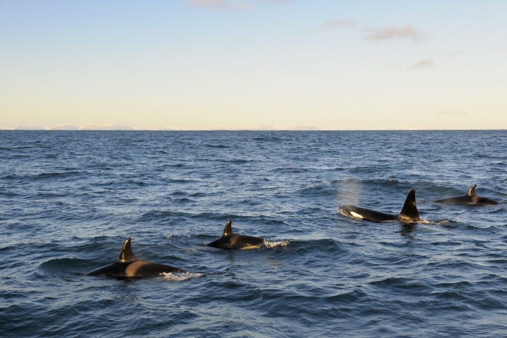 Orcas spotted in Iceland