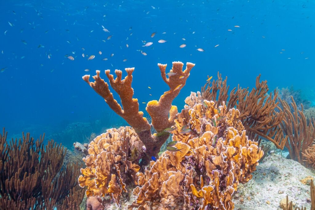 Elkhorn corals in Bonaire