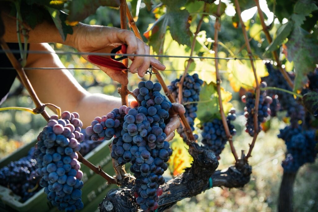 Nerello grapes in Sicily