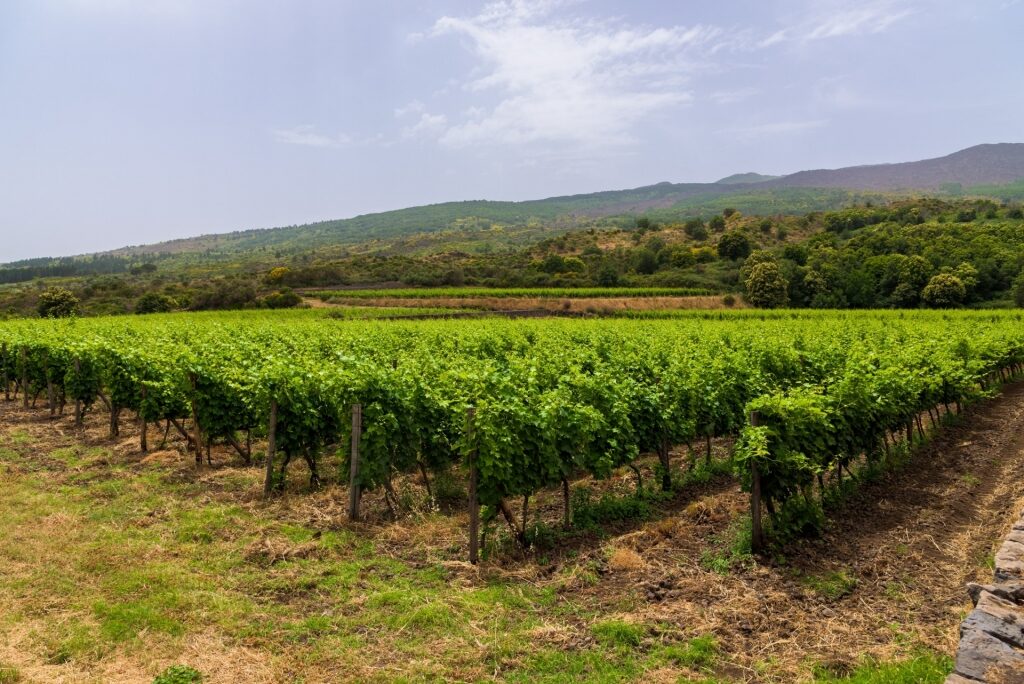 Vineyard in Planeta Sciaranuova in Sicily, Italy